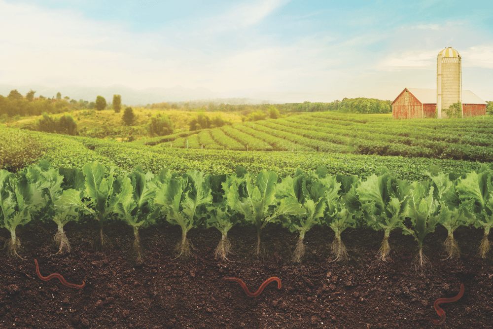 Sustainable Meat Production: Blending Tradition with Cutting-Edge Alternatives