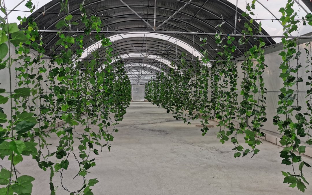 Black Soldier Fly Revolution: Sustainability Beyond the Buzzword