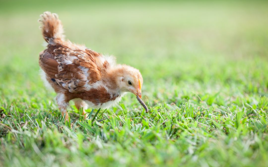 Eco-Friendly Meat Production: The Role of Insects as Sustainable Animal Feed