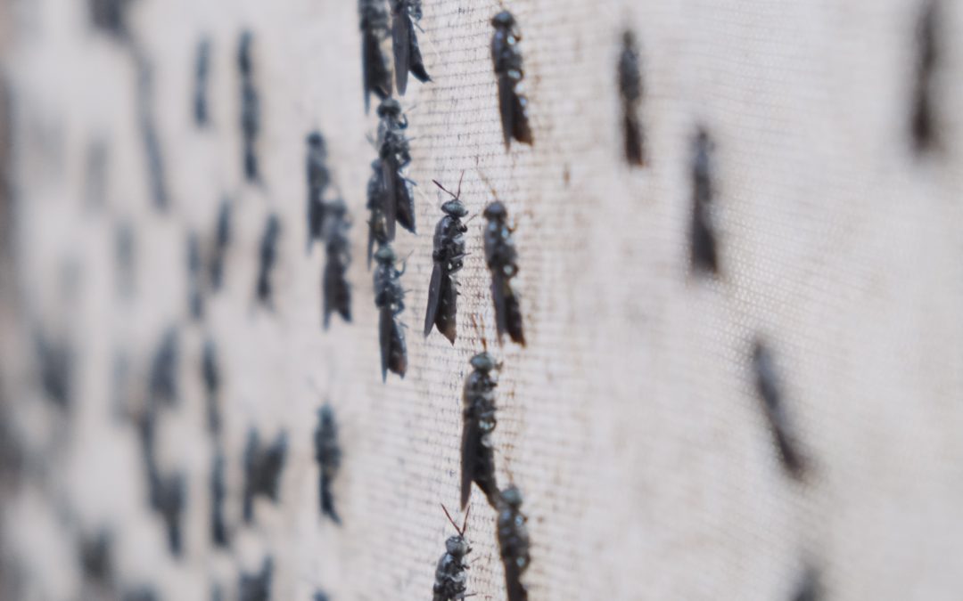 Evaluating the True Impact of Insect Farming on Sustainability and Waste Management