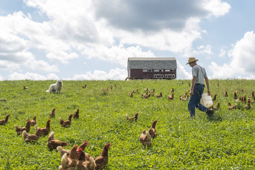 pastured poultry regenerative agriculture
