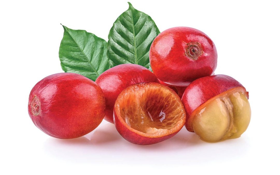 The Benefits of BDNF from Coffee Berry and the Importance of Organic Fertilizer