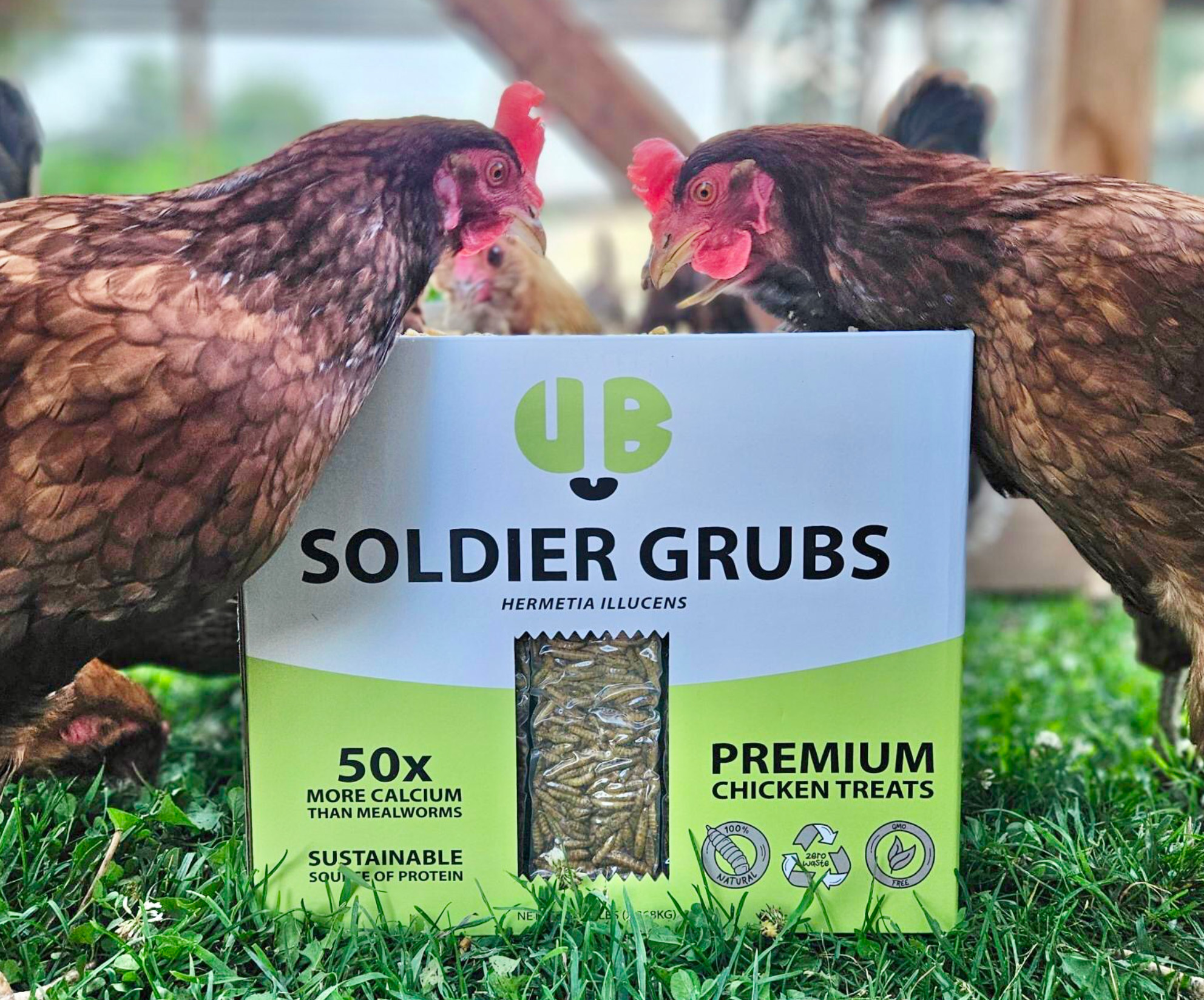 backyard chickens love UB soldier grubs